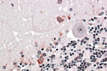 AIF1 Antibody