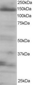 EIF4ENIF1 Antibody