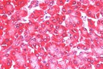 EIF4ENIF1 Antibody
