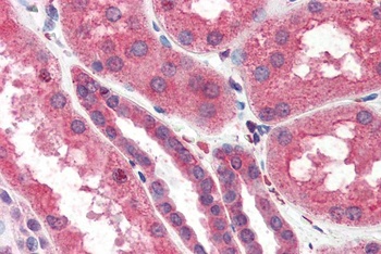 14-3-3 sigma Antibody