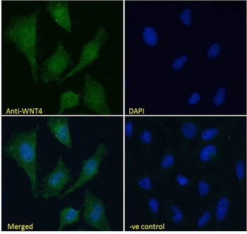 WNT4 Antibody