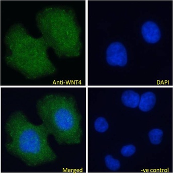 Wnt4 Antibody
