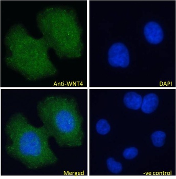 WNT4 Antibody