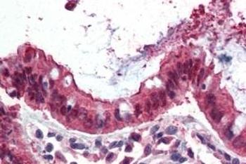 VIL2 Antibody