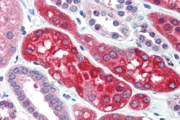 VIL2 Antibody