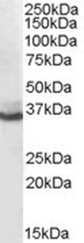 VIL2 Antibody