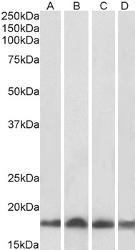 UBE2L3 Antibody