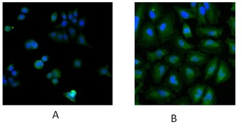 UBE2L3 Antibody