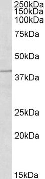TRIM5 Antibody