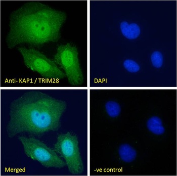 TRIM28 Antibody