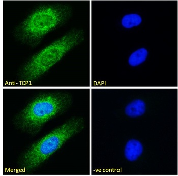 TCP-1 Antibody