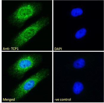 TCP1 Antibody