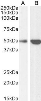 TRAF2 Antibody