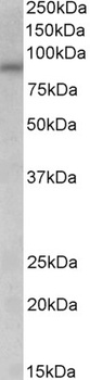 TRAF2 Antibody