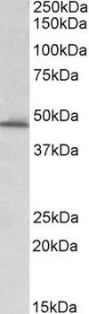 SNAP25 Antibody