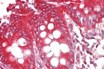 BIF-1 Antibody