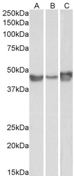 SERPINE1 Antibody
