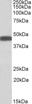 SERPINE1 Antibody