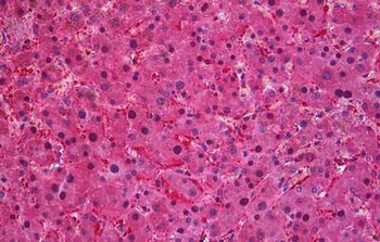 Sec61 alpha Antibody