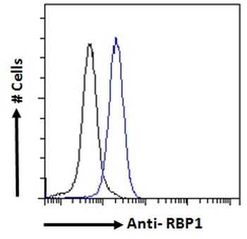 RBP1 Antibody