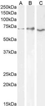 RBP1 Antibody