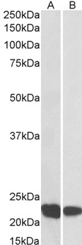 RAC2 Antibody
