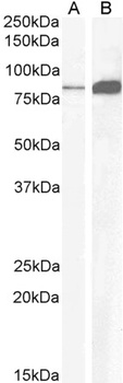 SNX9 Antibody