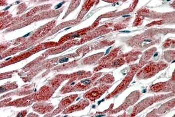 COX-1 Antibody