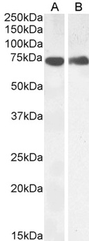 COX-1 Antibody
