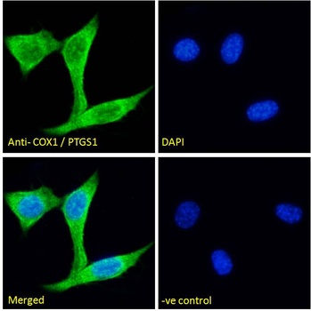 COX-1 Antibody