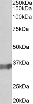 POU2AF1 Antibody