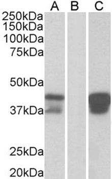 POU2AF1 Antibody