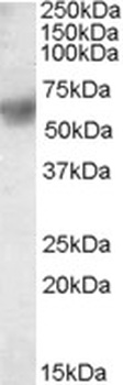 PDIA3 Antibody
