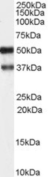 PACSIN1 Antibody