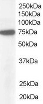 NUP85 Antibody