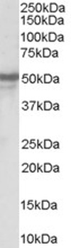 NGFR Antibody