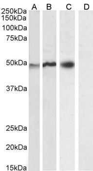 NCF1 Antibody