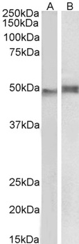 NCF1 Antibody