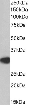 MYD88 Antibody