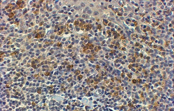MYD88 Antibody