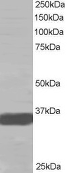 MORF4L2 Antibody