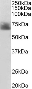 KLRK1 Antibody