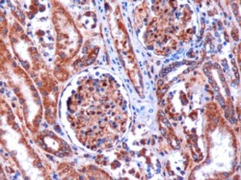 KIF5B Antibody