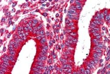 KIF5B Antibody