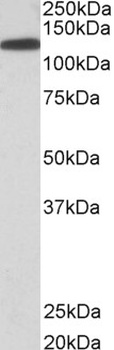 KIF5B Antibody
