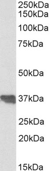 GDF15 Antibody