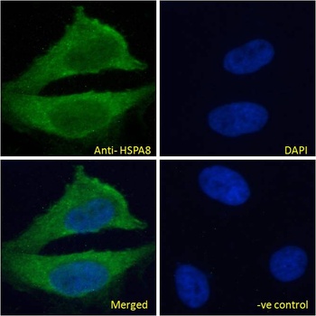 HSPA8 Antibody