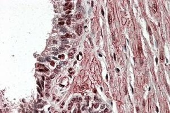 HSPA8 Antibody
