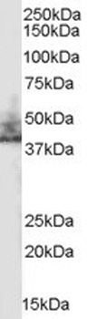GYPA Antibody
