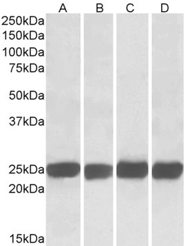 GRB2 Antibody